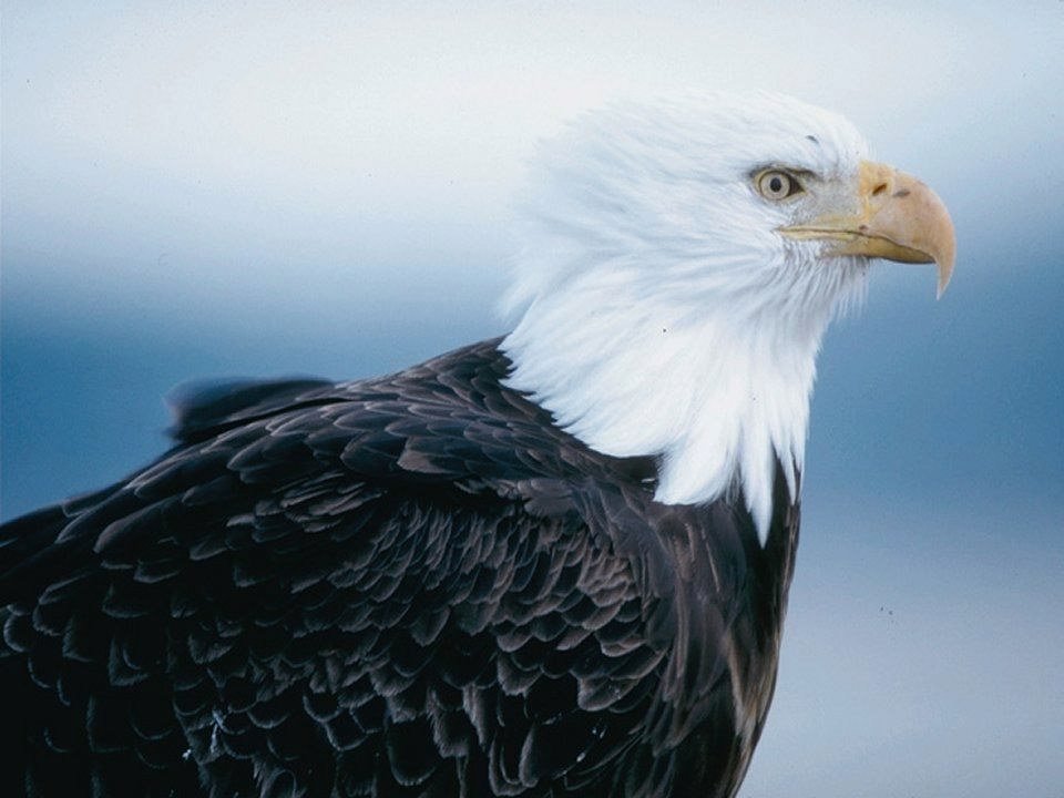 Aigles - 010